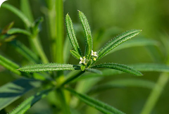 Aerial parts of cleavers